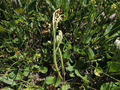 Botrychium michiganense