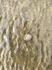 Amphibola crenata