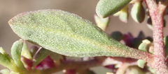 Aizoon portulacaceum