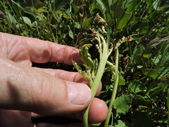 Botrychium michiganense