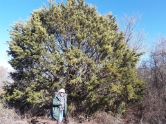 Juniperus pinchotii
