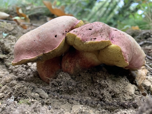 Boletus