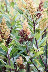 Laurophyllus capensis