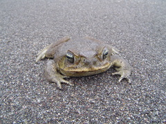 Rhinella marina