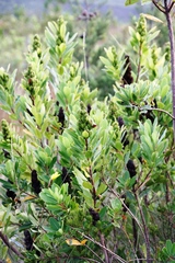 Laurophyllus capensis