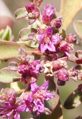 Aizoon portulacaceum