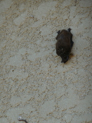 Vespertilioninae