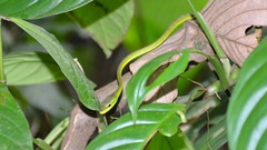 Oxybelis brevirostris