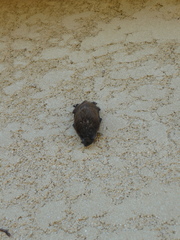 Vespertilioninae