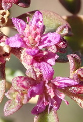 Aizoon portulacaceum