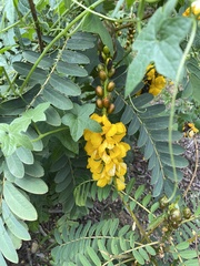 Senna didymobotrya