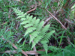 Macrothelypteris