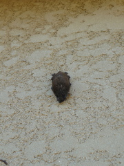 Vespertilioninae
