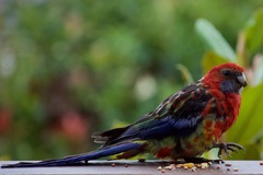 Platycercus elegans × eximius