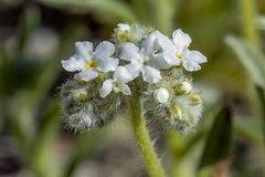 Cryptantha pterocarya