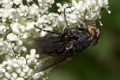 Calliphora vomitoria
