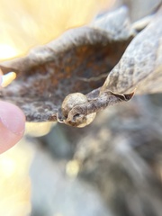 Amphibolips quercusostensackenii