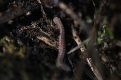 Gosodesmus claremontus