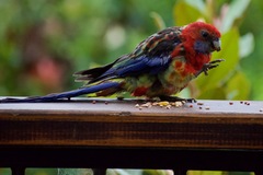 Platycercus elegans × eximius