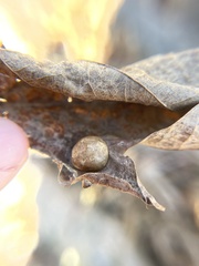 Amphibolips quercusostensackenii