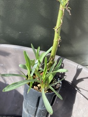 Asclepias fascicularis