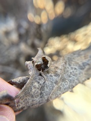 Amphibolips quercusostensackenii