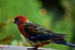 Platycercus elegans × eximius