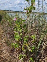 Hibiscus furcellatus
