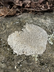 Pertusaria plittiana