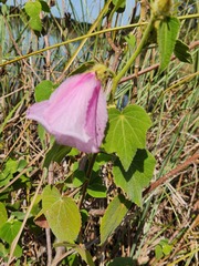 Hibiscus furcellatus