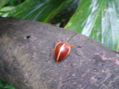 Ellipticus dorbignyi