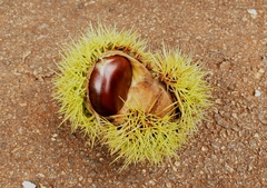 Castanea
