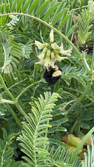 Astragalus trichopodus