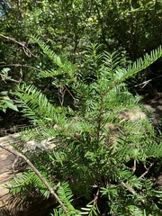 Taxus floridana