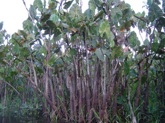 Montrichardia linifera