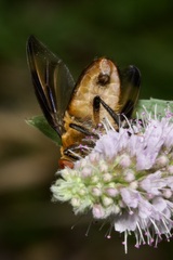 Phasia hemiptera