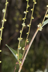 Muehlenbeckia rhyticarya