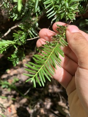 Taxus floridana