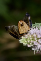 Phasia hemiptera