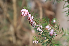 Erica erigena