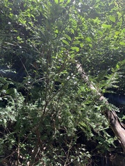 Taxus floridana