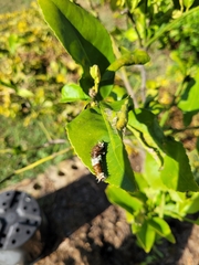 Papilio aegeus aegeus