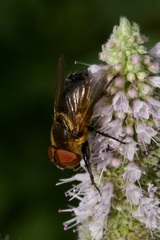 Phasia hemiptera