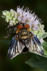 Phasia hemiptera
