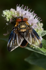 Phasia hemiptera