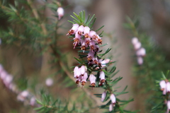 Erica erigena