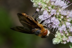 Phasia hemiptera