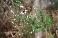 Erica erigena