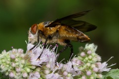 Phasia hemiptera
