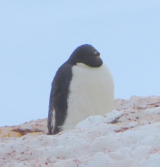 Pygoscelis adeliae